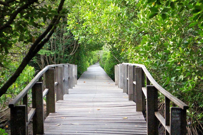 Mangrove Nature Tour in Bali