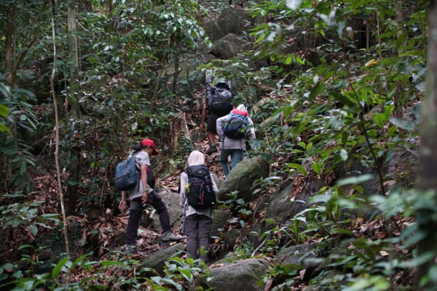 Trekking the Tropical Forests