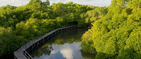 jelajah mangrove Bali